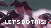 ForwardMadisonFC lets do this flamingo flamingos forward madison GIF