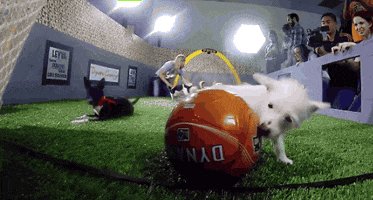 puppy GIF by Houston Dynamo
