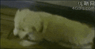 Dog Fail GIF