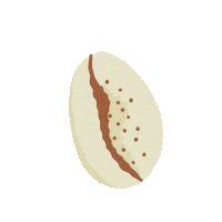 Shell Coquillage Sticker