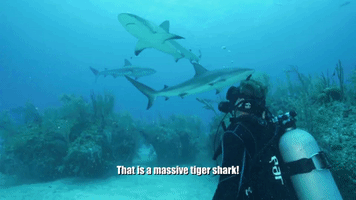 A Massive Tiger Shark