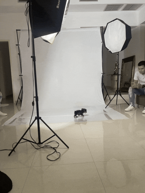 giphy.gif