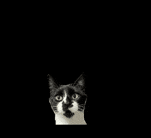 Cat Quiz GIF