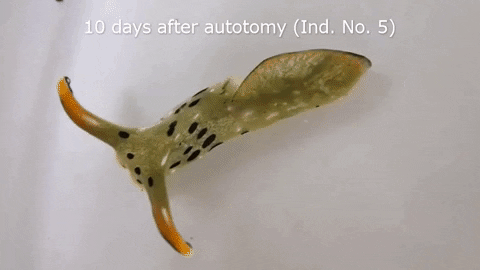alegalazb giphygifmaker GIF
