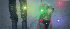 Rainbow Pride GIF by Big Freedia