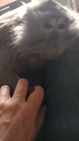 Monkey Holds Hands With Human as She Falls Asleep