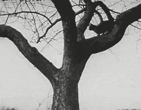cat film GIF by hoppip