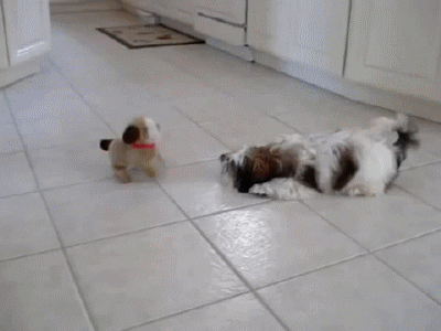 dogs toy GIF
