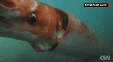 sea creature news GIF