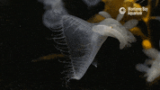 montereybayaquarium yell yawn gasp monterey bay aquarium GIF