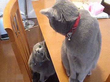 Cats Flirting GIF
