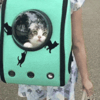cat bag GIF