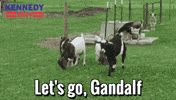 Lets Go GIF by Team Kennedy