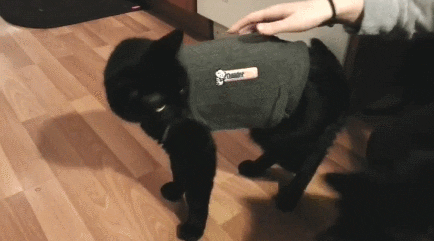 cat wtf GIF