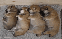 puppies shiba GIF