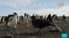 planet earth 2 fight GIF by BBC Earth