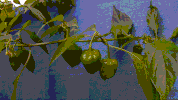 pepper ripening GIF