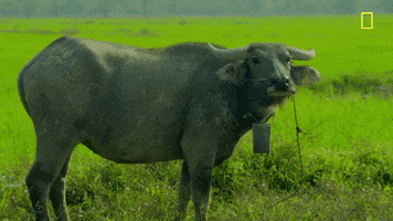 natgeochannel gordon ramsay uncharted laos national geographic uncharted GIF