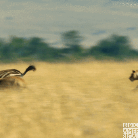 sir david attenborough wildlife GIF by BBC America