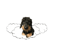 dog tnt Sticker by Tales&Tails