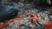 National Geographic Ocean GIF by Nat Geo Wild