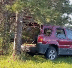 xcbcvccxscxcv giphyupload GIF