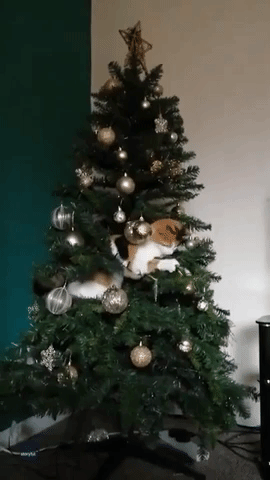 Cat Climbs Into Christmas Tree