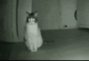 Ghost Cat GIF