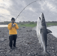 Catch Fish GIF