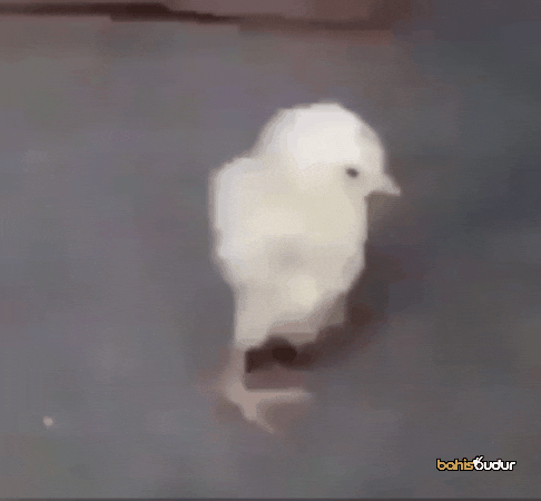 Chick GIF by BahisBudur