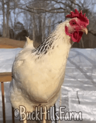 Chicken What GIF by Buck Hills Farm