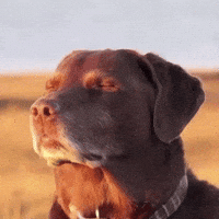 Flapjack Dog GIF