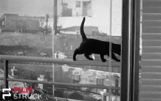 louis malle cat GIF by FilmStruck
