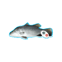 TheFishFarmer support local tff sea bass barramundi Sticker