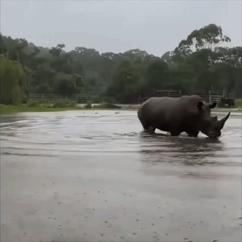 Rhino Enjoys 'Temporary Pool' Amid Downpours at New South Wales Wildlife Park