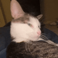 Sassy Mad Cat GIF by Respective