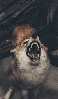 dog wolf GIF
