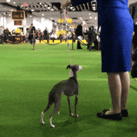 dog show dogs GIF by Westminster Kennel Club