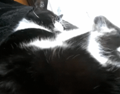 cat tail GIF