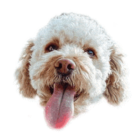 ohangeltears dog puppy doggo south Sticker