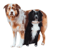 Dog Squad Sticker by Diggs Pet