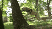 parkour GIF by Digg