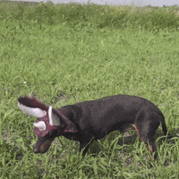 dinosaur dachshund GIF