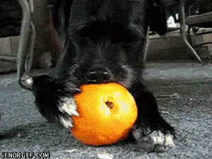 orange fruit dog GIF by Cheezburger