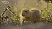National Geographic GIF by Nat Geo Wild