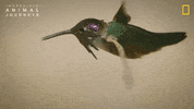 National Geographic Birds GIF by Nat Geo Wild