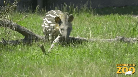 Baby Walking GIF by Brookfield Zoo