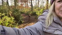 Curious Deer Stalks Woman Hiking Near Quogue, New York