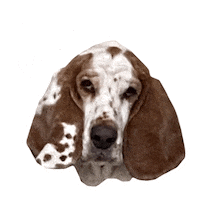 Basset Hound Love Sticker