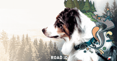 Dog Day Dogs GIF by ROAD iD